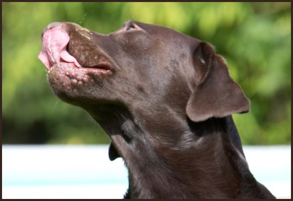 This is keeping me busy
Trefwoorden: Mylo Chocolate Labrador tongue