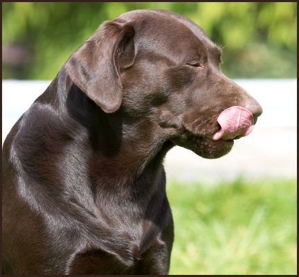 See, I can sit quietly
Słowa kluczowe: Chocolate Labrador Mylo tongue