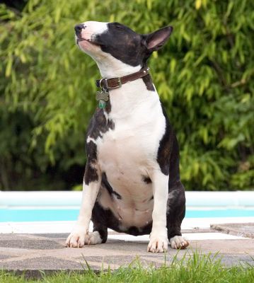 OK, I'm poised and ready
Anahtar kelimeler: Indie English Bull Terrier