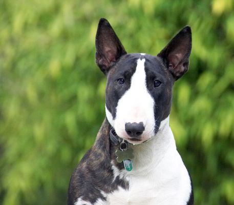 Aren't I just a cutie pie
Keywords: Indie English Bull Terrier