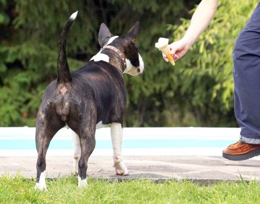 Oh, look waitress service
Anahtar kelimeler: Indie English Bull Terrier haddock ice cream
