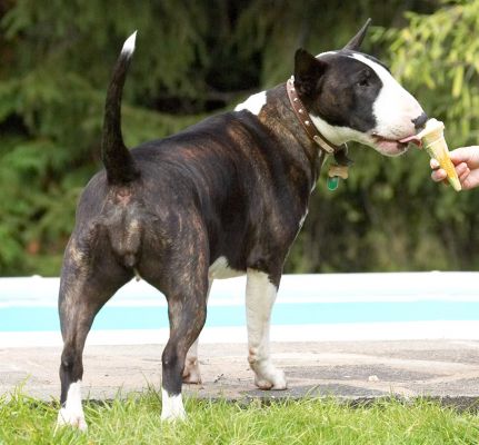 This is yummy
Keywords: Indie English Bull Terrier haddock ice cream