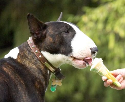 See, us bull terriers can eat daintily
Palabras clave: Indie English Bull Terrier haddock ice cream tongue