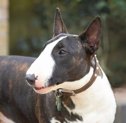 Now what's happening
Klíčová slova: Indie English Bull Terrier