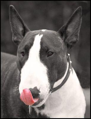 Just lickin' my chops
Ključne besede: Indie English Bull Terrier tongue