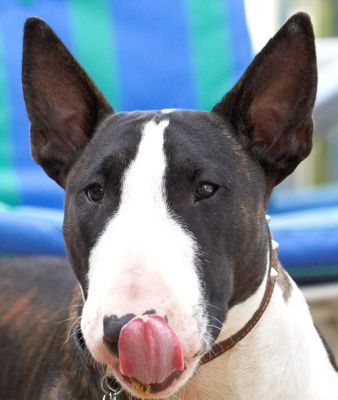 I've just got get every little bit
Keywords: Indie English Bull Terrier tongue