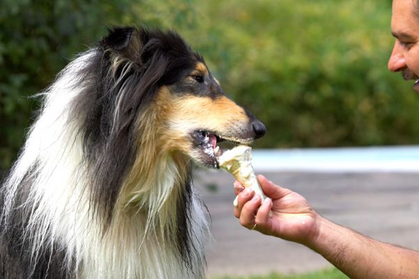 Licking is too slow; let's just bite
Ključne besede: Zbigniew Scooby Border Collie haddock ice cream