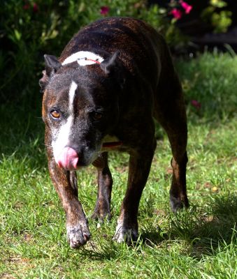 I'm on the prowl
Mots-clés: Teddy Staffordshire Bull Terrier Staffie Cross X tongue