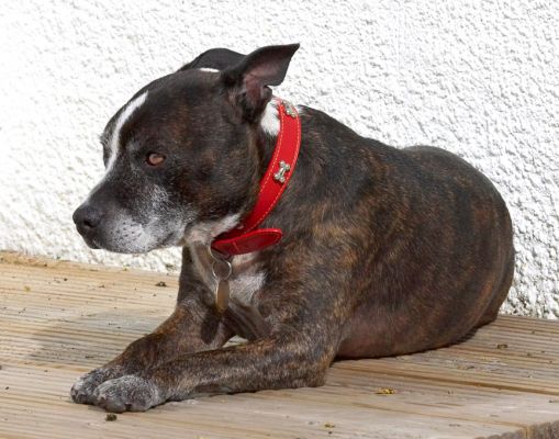 OK, this is a good spot
الكلمات الإستدلالية(لتسهيل البحث): Teddy Staffordshire Bull Terrier Staffie cross X