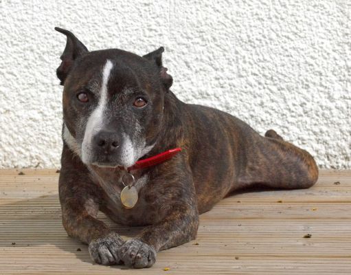 Is this a good pose?
Ключові слова: Teddy Staffordshire Bull Terrier Staffie Cross X