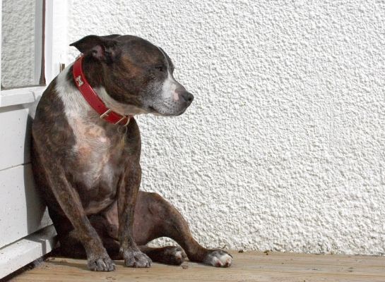 Think I'll just sit here for a while
Palabras Clave: Teddy Staffordshire Bull Terrier Staffie Cross X