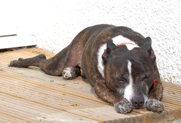 This is a good position
Ключові слова: Teddy Staffordshire Bull Terrier Staffie Cross X