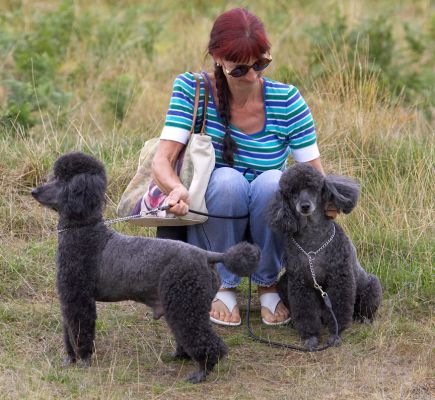I just love having my neck scratched
Palabras clave: Bali India Miniature Poodle Marjorie
