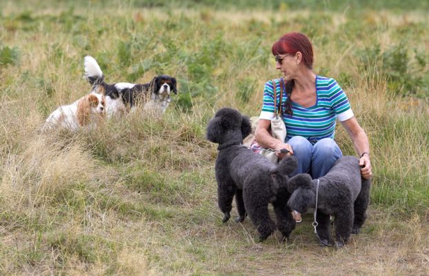 Hey, look, India, a couple of girls!
Ключевые слова: Bali India Miniature Poodle Marjorie King Charles Spaniel
