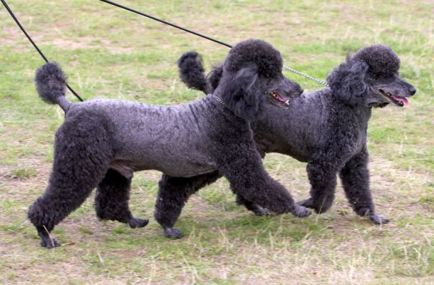 OK, we're off
Keywords: Bali India Miniature Poodle