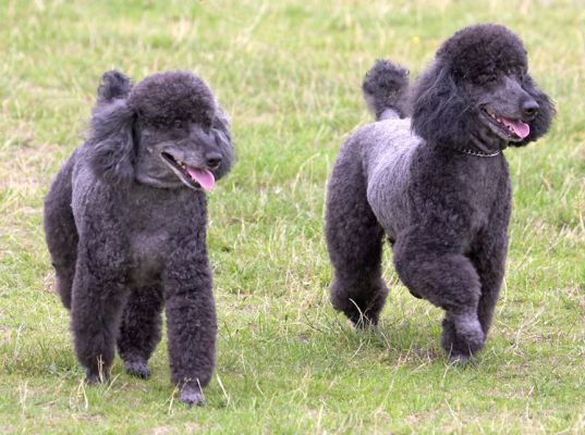 Let's go this way
Anahtar kelimeler: Bali India Miniature Poodle