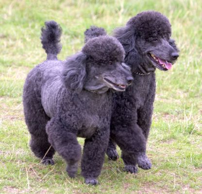 Now, where did we leave the car?
Ключові слова: Bali India Miniature Poodle