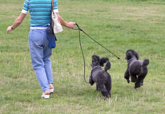 Oh, goody, we're going for a run
Ključne besede: Bali India Miniature Poodle Marjorie