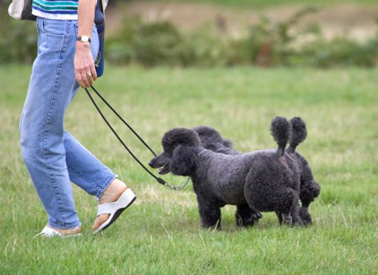 C'mon, follow the leader
Mots-clés: Bali India Miniature Poodle Marjorie