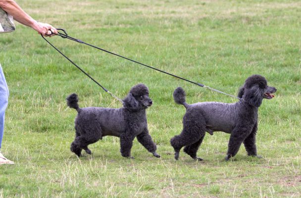 Who's taking who for a walk?
Keywords: Bali India Miniature Poodle