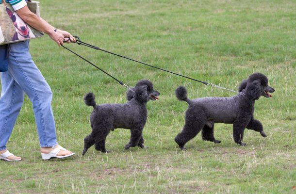 C'mon, do keep up
Keywords: Bali India Miniature Poodle