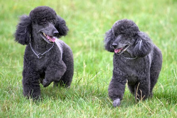 This is a cool place isn't it?
Słowa kluczowe: Bali India Miniature Poodle