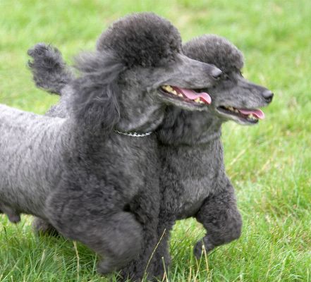 We are just having so much fun
Trefwoorden: Bali India Miniature Poodle