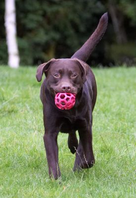 Tee hee, Wilson I got the ball
Anahtar kelimeler: Mylo Chocolate Labrador
