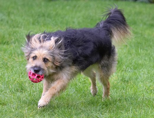 But fleet of foot, I got the ball
Trefwoorden: Wilson Collie Cross X