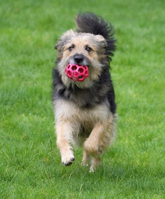 Eat my dust, Mylo
Anahtar kelimeler: Wilson Collie Cross X