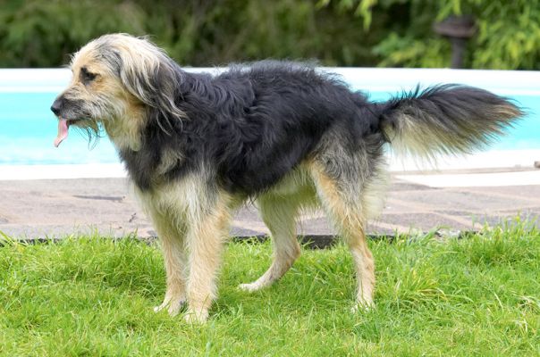 Just letting my tongue hang out to dry
Klíčová slova: Wilson Collie Cross X tongue