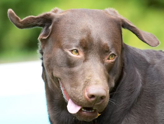 Look, exercising my ears and tongue at the same time
Ключови думи: Mylo Chocolate Labrador tongue