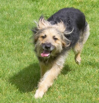 Boy, I'm having so much fun
Keywords: Wilson Collie Cross X
