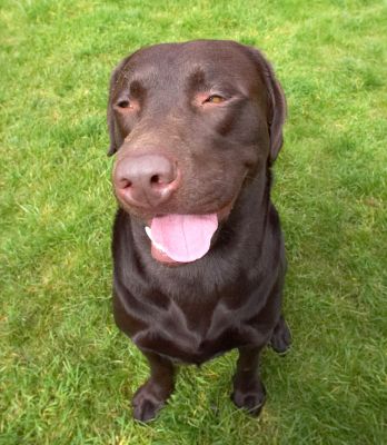Jus' chillin' out
Ključne besede: Mylo Chocolate Labrador tongue