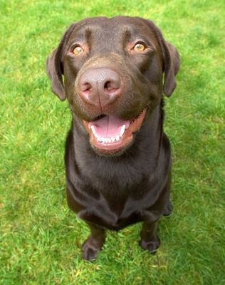 What's it like up there?
Keywords: Mylo Chocolate Labrador