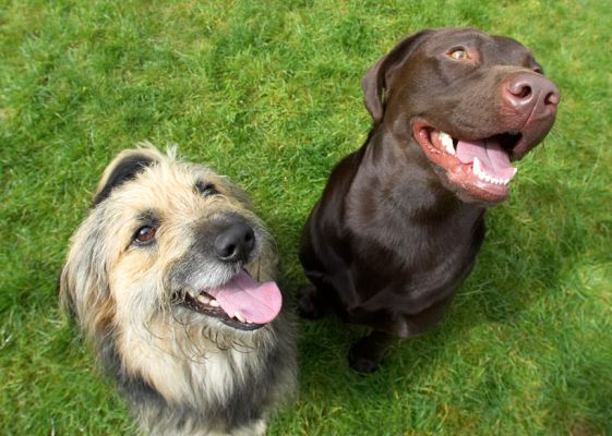 OK, we're waiting patiently
Ključne besede: Wilson Mylo Chocolate Labrador Collie Cross X tongue