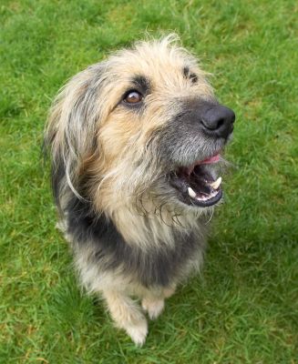 Mouth open, ready to receive
Keywords: Wilson Collie Cross X