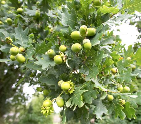 Bumper acorn crop
Trefwoorden: Acorns oak tree