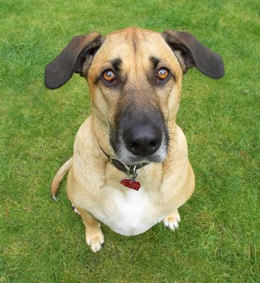 Well, what's goin' on here?
Anahtar kelimeler: Savannah German Shepherd Labrador Cross X