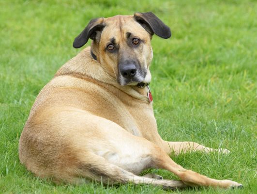 I'm just too tired to move
Keywords: Savannah German Shepherd Labrador Cross X