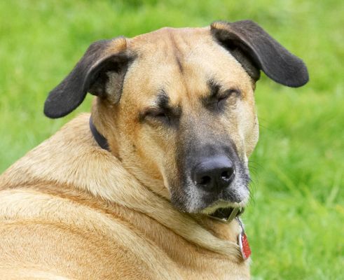 Do you have to take so many photos..................
Ključne besede: Savannah German Shepherd Labrador Cross X