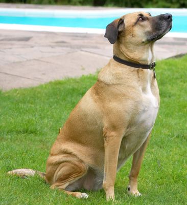OK, so you've got my attention
Λέξεις-κλειδιά: Savannah German Shepherd Labrador Cross X