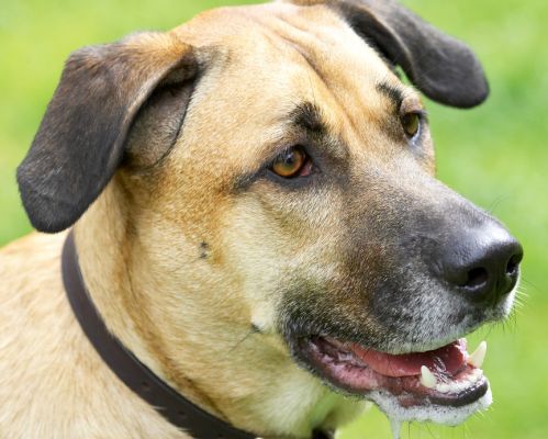 Oh, gosh, I'm drooling again
Anahtar kelimeler: Savannah German Shepherd Labrador Cross X