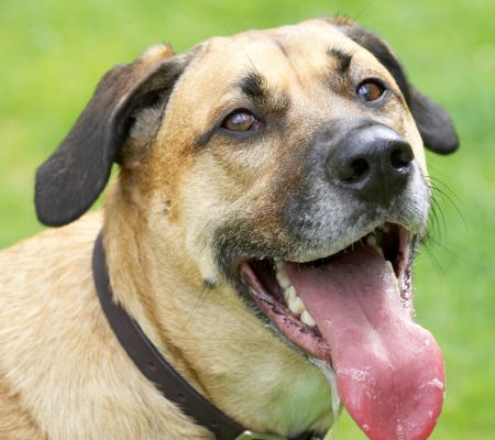 Look, it's all gone; I want some more
Anahtar kelimeler: Savannah German Shepherd Labrador Cross X tongue