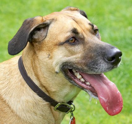 See, I can smile
Anahtar kelimeler: Savannah German Shepherd Labrador Cross X tongue