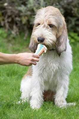 Who cares what Alfie is doing, I'm enjoying this
Λέξεις-κλειδιά: Libbie Grand Vendeen Bassett Hound haddock ice cream