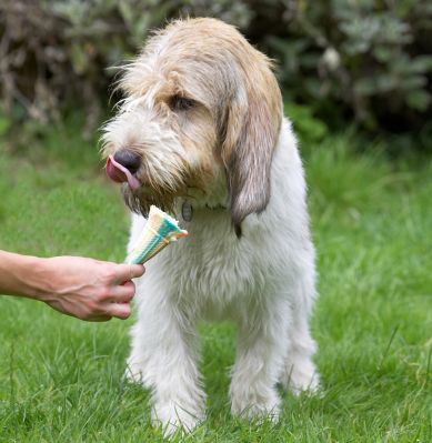 Just a minute, gotta get this bit off my nose
Palabras clave: Libbie Grand Vendeen Bassett Hound haddock ice cream tongue
