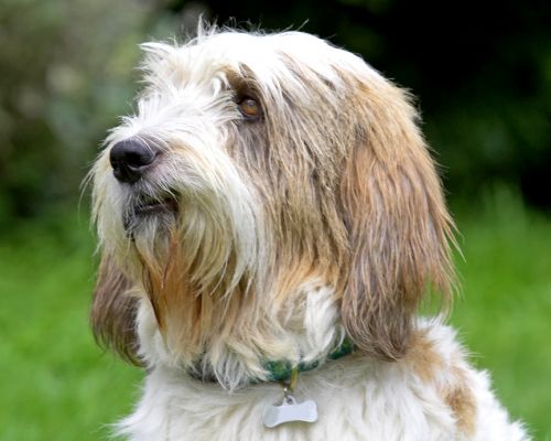 OK, I'll join in now
Anahtar kelimeler: Alfie Grand Vendeen Bassett Hound