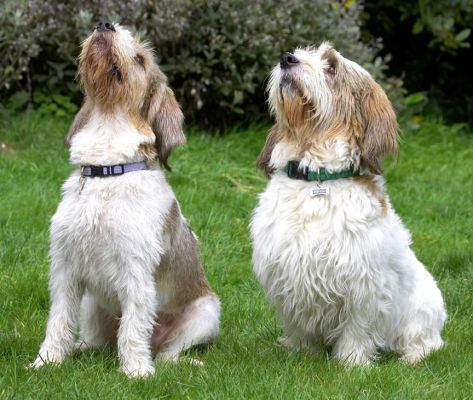 Look, we're behaving impeccably
Anahtar kelimeler: Alfie Libbie Grand Vendeen Bassett Hound