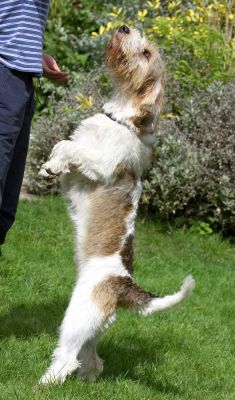 I can't wait so I'm coming to get it
Trefwoorden: Libbie Grand Vendeen Bassett Hound
